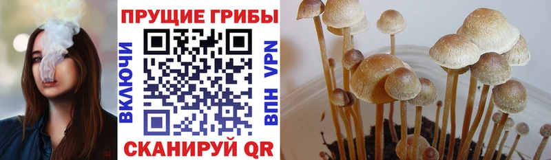 Псилоцибиновые грибы Psilocybe Кодинск